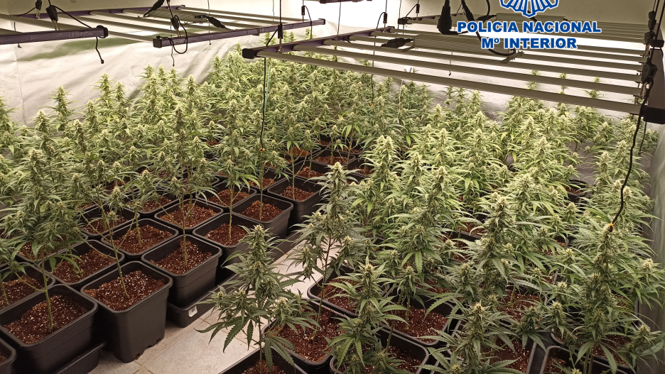 Desmantelado un laboratorio clandestino de marihuana en Bargas (Toledo)