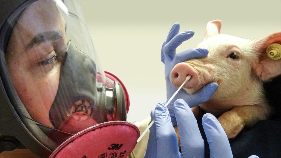 Primer caso de gripe porcina en un humano detectado en Reino Unido