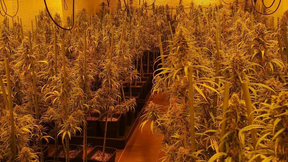 plantación cannabis