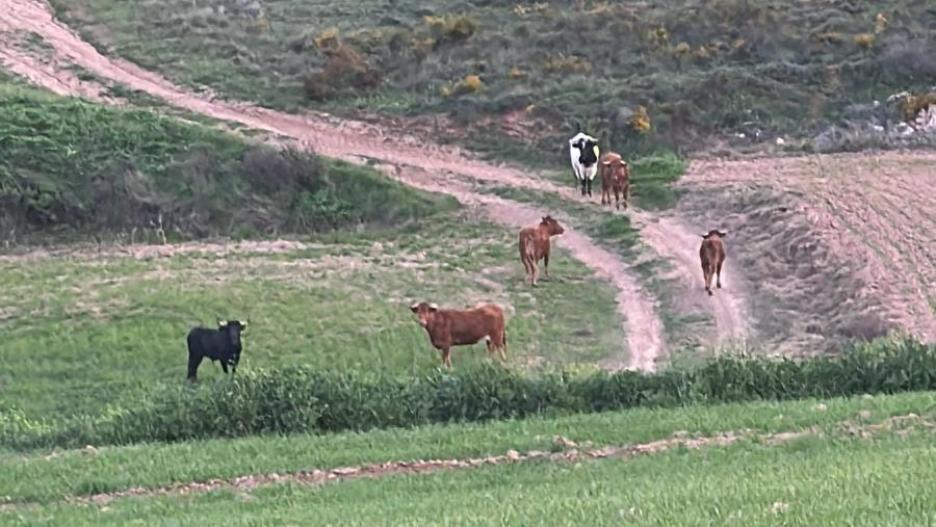 Se escapan reses bravas de la ganadería de Armuña de Tajuña y piden precaución a los vecinos de Horche y Yebes.