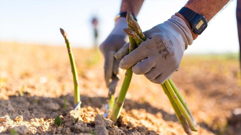 Los productores de espárrago verde de Guadalajara acogen con "mucha alegría" el reconocimiento como IGP