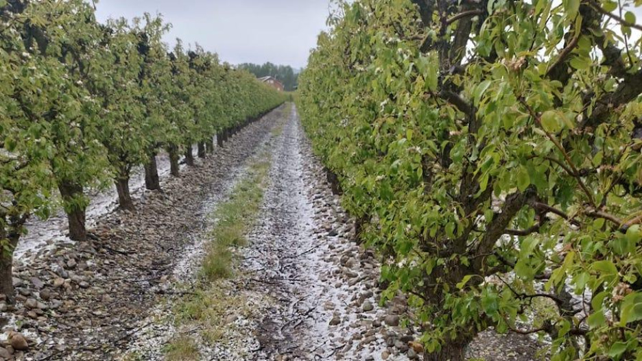 El granizo caído durante las últimas semanas ha dejado pérdidas en el campo.