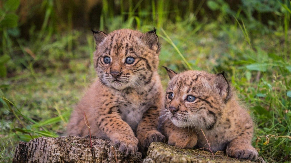 El Ministerio de Transición Ecológico ha dado los datos del censo de lince ibérico en Castilla-La Mancha.