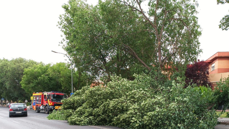 Caída de un árbol en Ciudad Real.