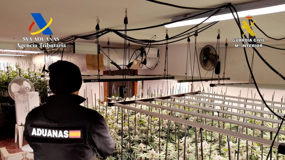 Plantación desmantelada en el interior de una vivienda en Trijueque.