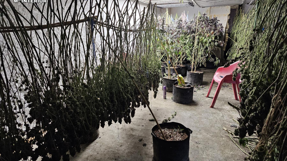 Parte de las plantas incautadas.