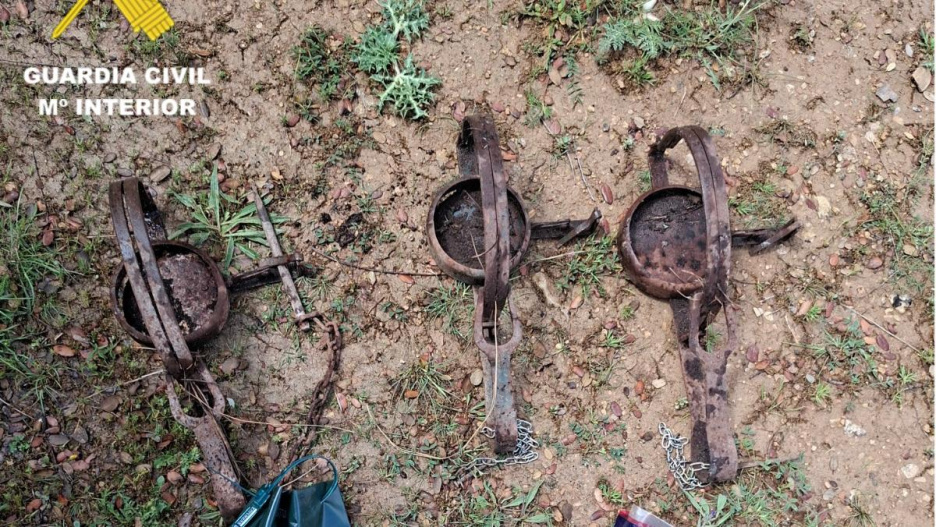 Trampas utilizadas para cazar a los linces.