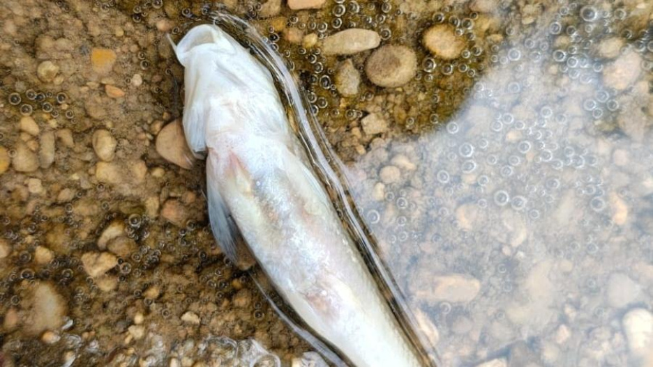 Investigan la aparición de varios peces muertos en el Júcar cerca de Villar de Olalla.

EUROPA PRESS
17/8/2026