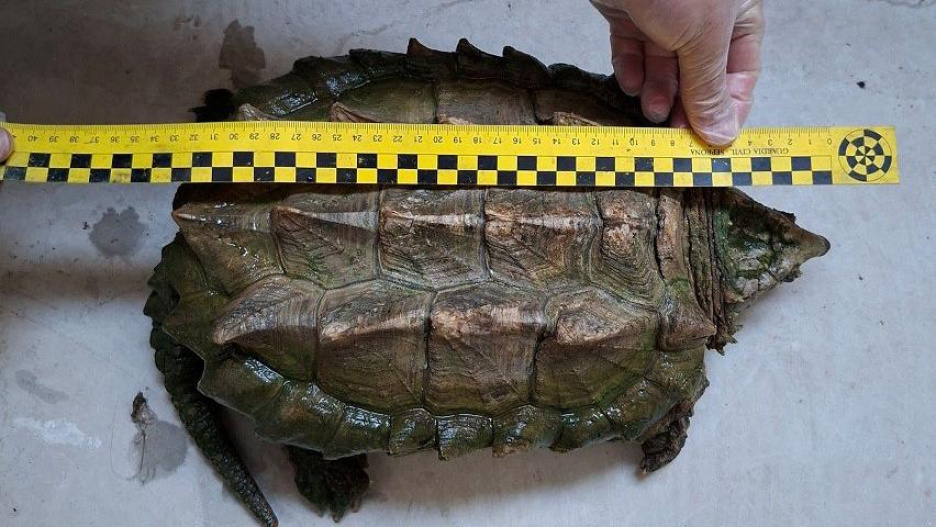 La tortuga caimán incautada.