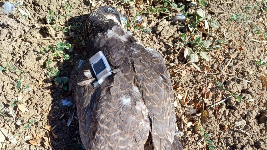 El halcón peregrino muerto por el que se investiga a una persona.