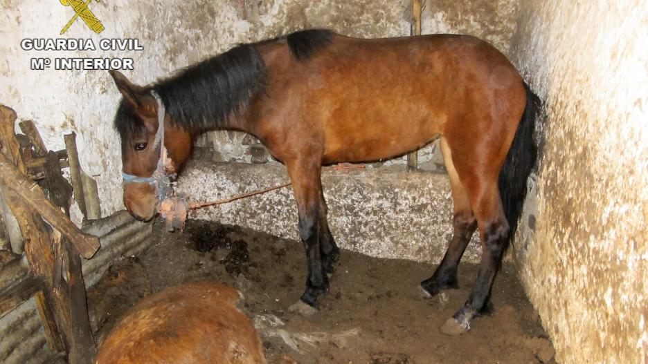 Investigan a una persona por abandonar a cinco caballos: hay cuatro cadáveres de equinos