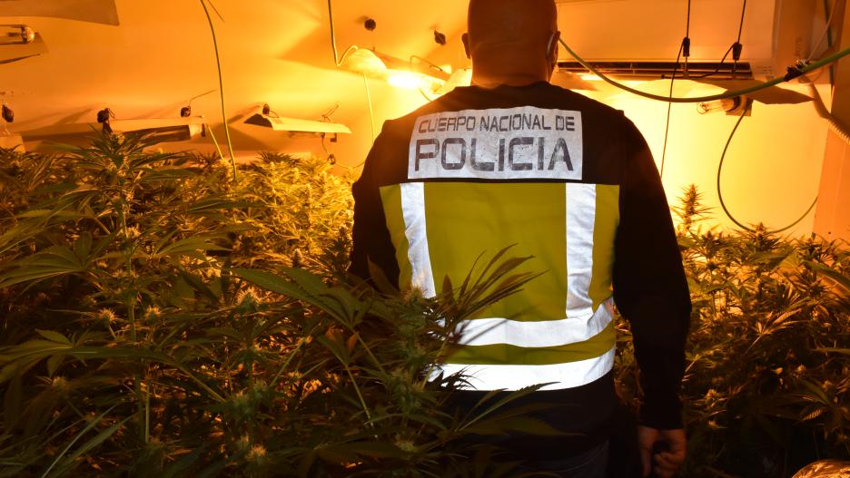 En siete plantaciones "indoor" se han incautado aproximadamente 5.600 plantas de marihuana y 15 kilos de cogollos listos para su distribución