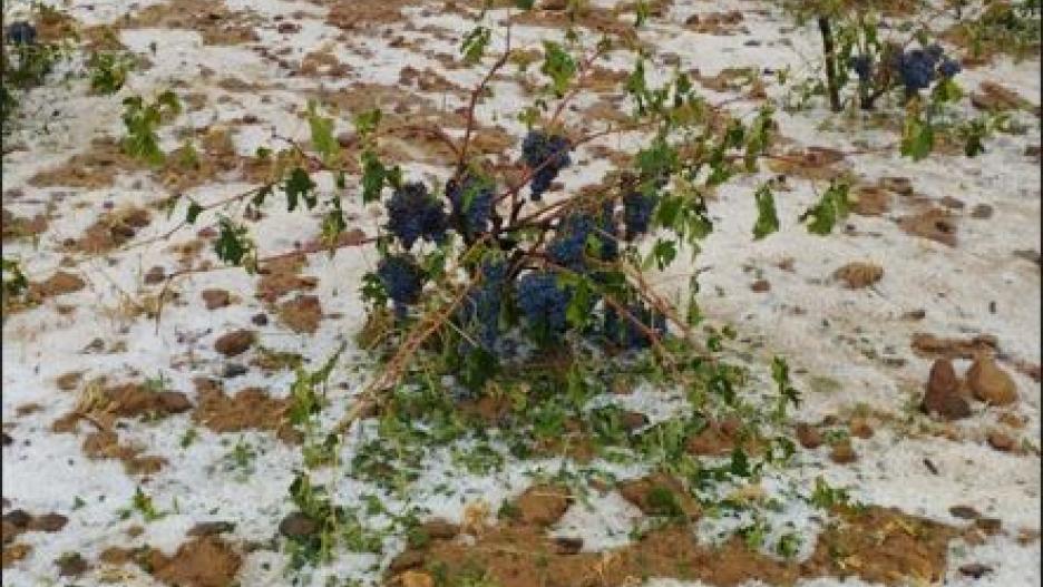 compuesto energía visual El granizo provoca importantes destrozos en la viña en Aliaguilla, Cuenca
