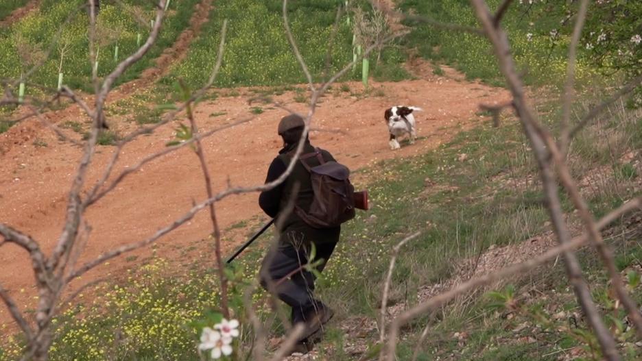 La caza del conejo con hurón es una forma eficaz de reducir las poblaciones de esta especie cuando provocan daños en la agricultura. Disfrutaremos de una jornada de caza en la Finca Mochares donde además descubriremos una raza de perros tan pequeña que son capaces de acceder a cualquier rincón donde están escondidos los conejos. Como colofón conoceremos que armas se ajustan a cada modalidad y que municiones son las recomendadas.