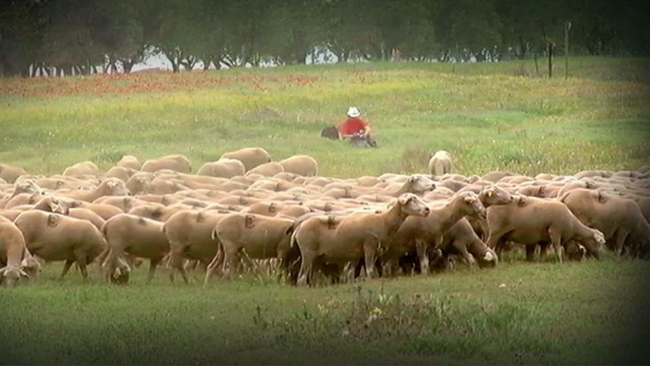 Reportaje sobre las diferentes ganaderías existentes en la zona del Valle de Alcudia (CR).