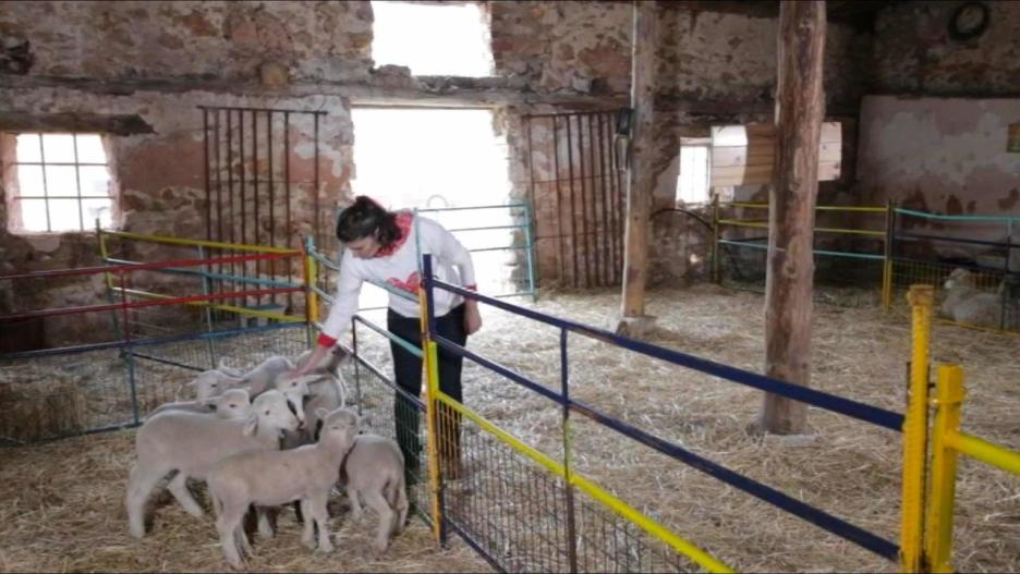 Explotación ganadera ubicada en Vega del Codorno (Cuenca), propiedad de una joven agricultora graduada en Educación Primaria y Diplomada en Educación Infantil, que decidió aunar sus dos pasiones: la ganadería y la educación.