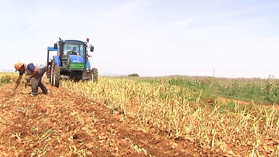 
La agricultura de secano mira con esperanza a estos cultivos, que en Castilla-La Mancha concentran la mayor cantidad de hectáreas de España.