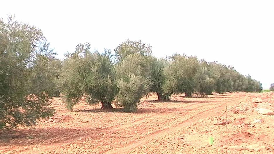 Una vez termina la recogida de la aceituna, el olivo tiene una serie de necesidades que hay que cubrir. Principalmente en aspectos como la sanidad y la nutrición del árbol. Nuestro experto nos da las claves para que la producción no se resienta de cara a la siguiente cosecha.