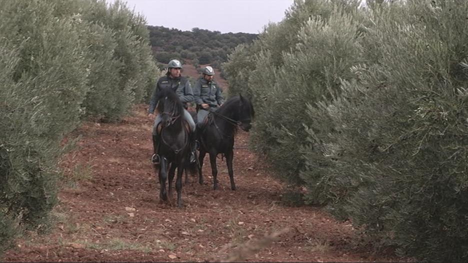 Control de la campaña de oliva en Albacete