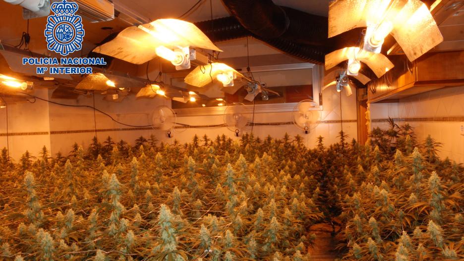 La plantación contaba con más de 600 plantas de marihuana