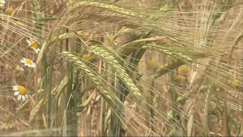 La cosecha del cereal en Castilla-La Mancha es otro de los aspectos fundamentales que conforman otra clave del sector primario en la región. Entre los más cultivados se encuentran el trigo y la cebada, los cuales deben pasar por un minucioso y largo procesamiento.
