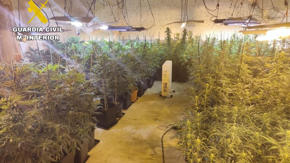 plantación indoor de marihuana