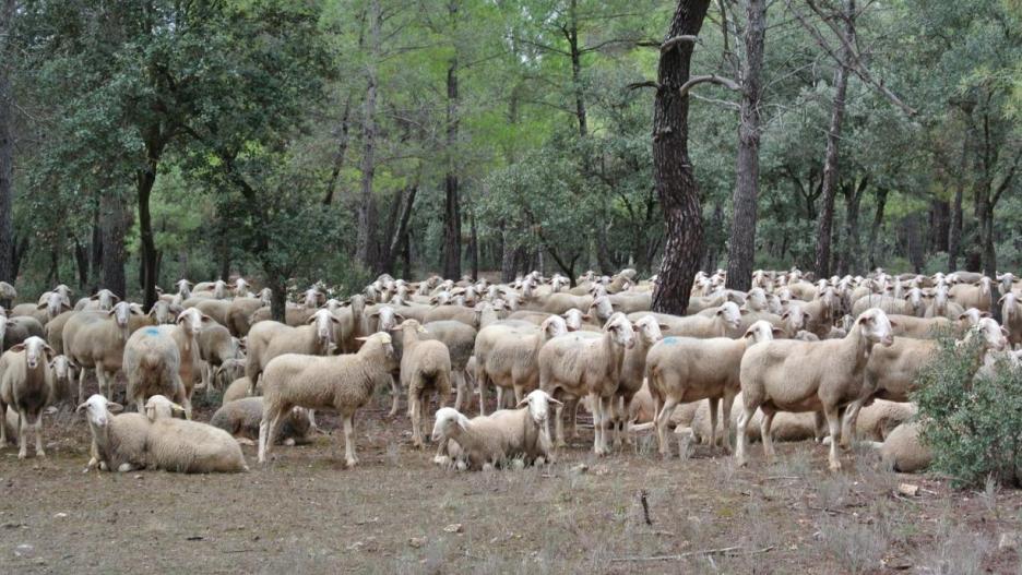 Castilla-La Mancha abonará este mes 19,5 millones de euros a 6.000 ganaderos para compensar los efectos de la guerra de Ucrania