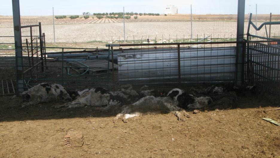 El Seprona  localizó algunos cadáveres de animales en esta explotación ganadera. q