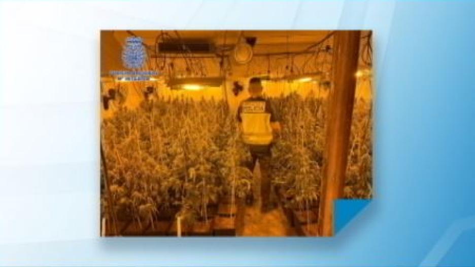 Desmantelado un centro de producción de marihuana a gran escala en Talavera de la Reina