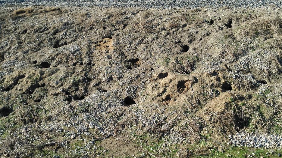 Imagen de una tierra afectada por la plaga de conejos
UPA-COAG
(Foto de ARCHIVO)
03/12/2016