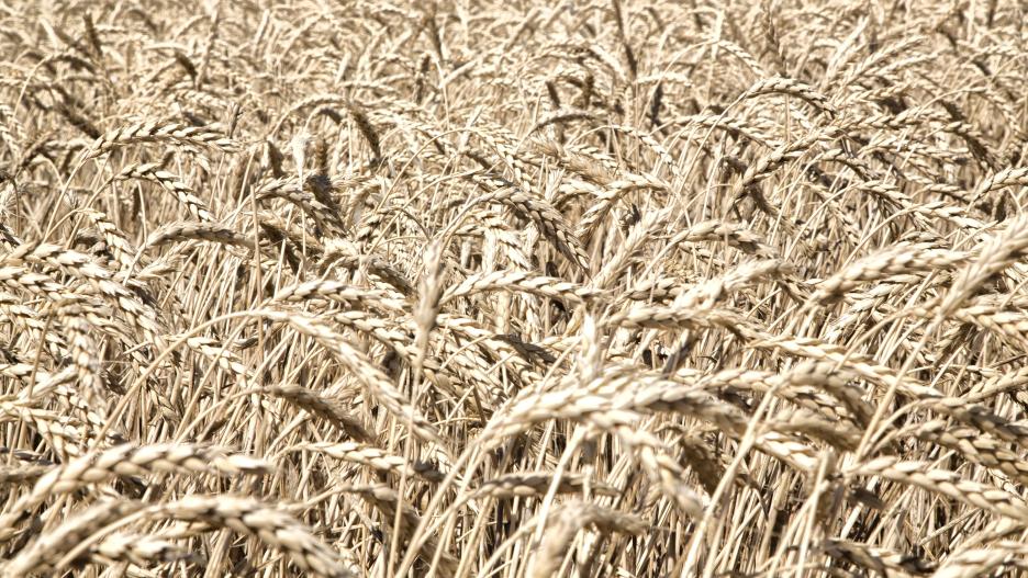 Explotación de cereal en Castilla-La Mancha
