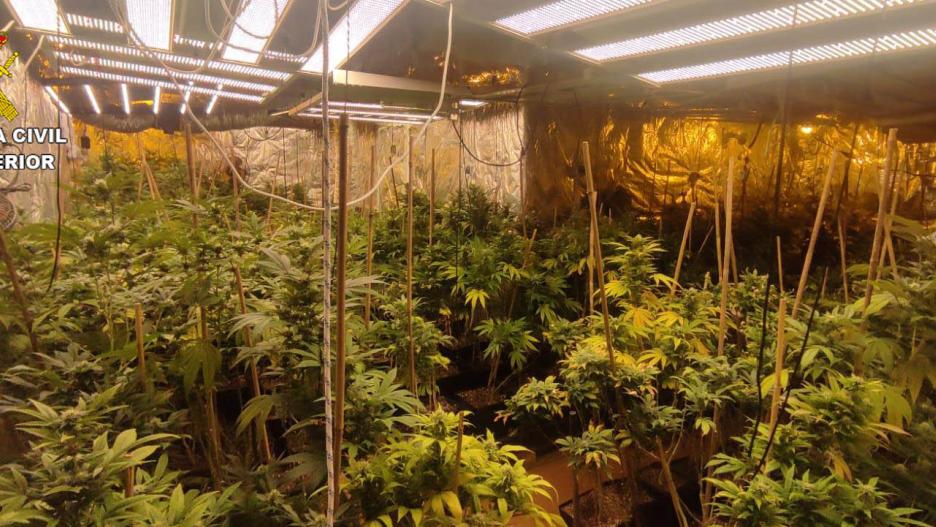 Plantación de marihuana incautada en Uceda