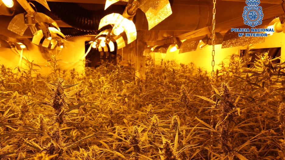La plantación de marihuana descubierta en una nave del Polígono industrial de Toledo.