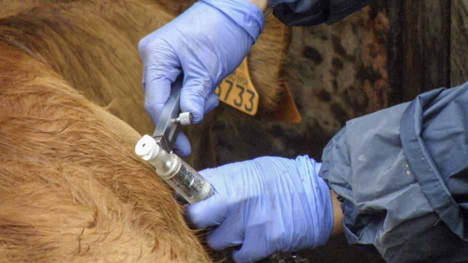 06/06/2023.- Fotografía del proceso saneamiento de ganado para detectar enfermedades como la tuberculosis