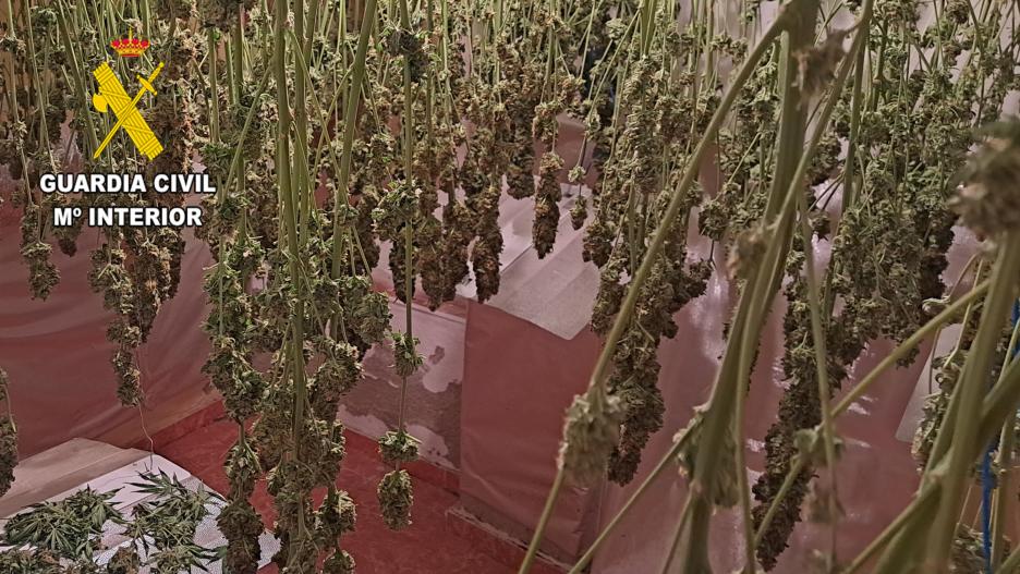 Se ha conseguido desmantelar un cultivo “indoor” e intervenir 9.500 dosis de marihuana