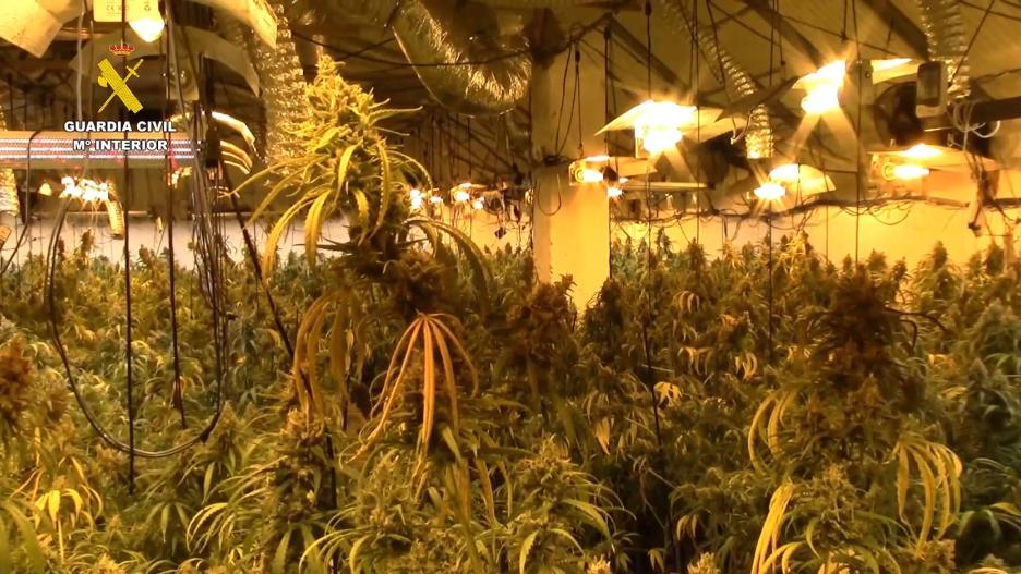 Plantación de marihuana de alto rendimiento hallada en el extrarradio de la localidad de Alcolea del Pina
