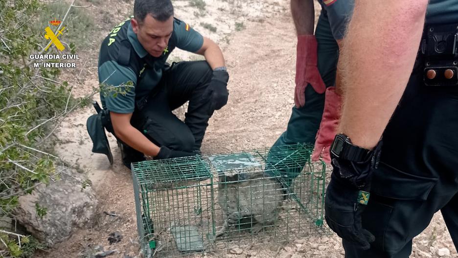 gato montés atrapado en Cuenca