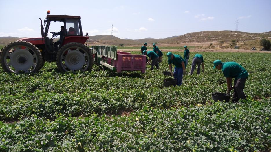 Trabajadores en cultivo de melón.