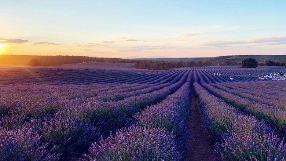 Imagen de los campos de lavanda en flor en Castilla-La Mancha en verano