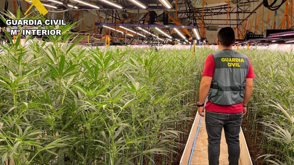 La Guardia Civil desmantela dos plantaciones con más de 6000 plantas de marihuana en una finca agrícola de Recas