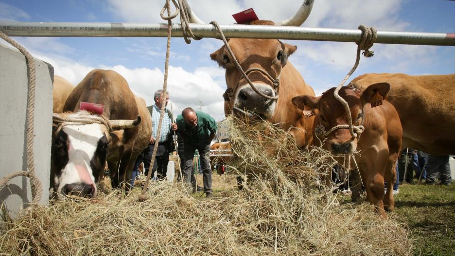 La cabaña bovina es una de las afectadas por esta enfermedad que no afecta a la cadena alimentaria.