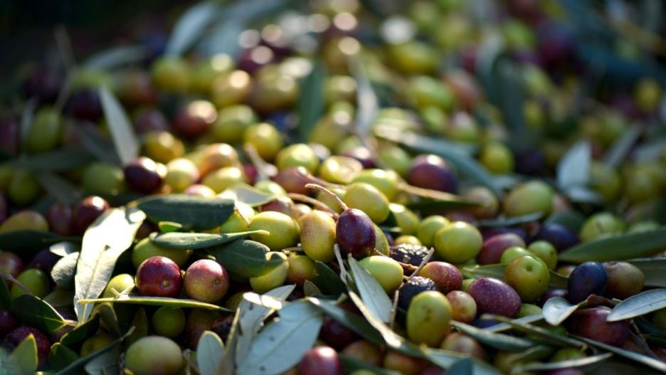El ácido maslínico es un compuesto natural extraído del residuo de la producción de aceite de oliva que presenta importantes beneficios para la salud.
UGR
(Foto de ARCHIVO)
11/7/2023