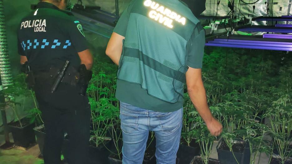 Dos detenidos y desmantelado un cultivo de cannabis en Tarazona de la Mancha (Albacete) con 169 plantas
