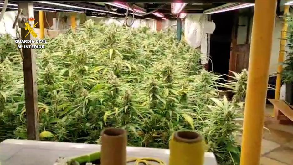 agentes del Área 
de Investigación el Puesto Principal de Azuqueca de Henares, lograron 
desmantelar una plantación de marihuana “indoor” que dos personas 
cultivaban en una vivienda