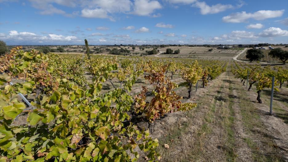 Agricultura ha resuelto 63,2 millones de euros en ayudas a la reestructuración del viñedo.