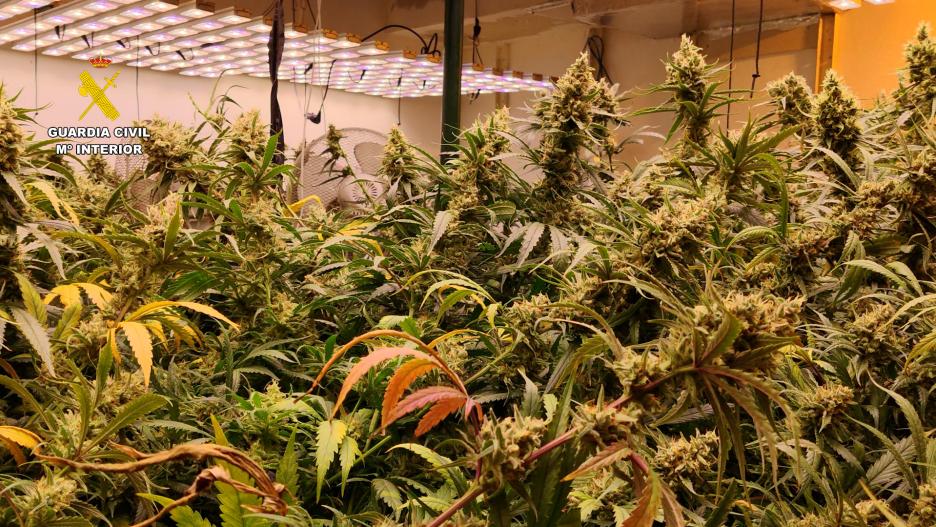  Se han incautado 965 plantas de cannabis sativa (marihuana)