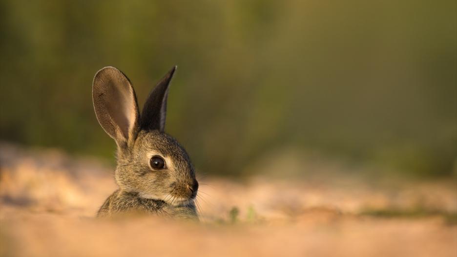 LIFE Iberconejo y el MAPA sientan las bases para revelar la situación del conejo de monte en la Península Ibérica
WWF
(Foto de ARCHIVO)
26/9/2023