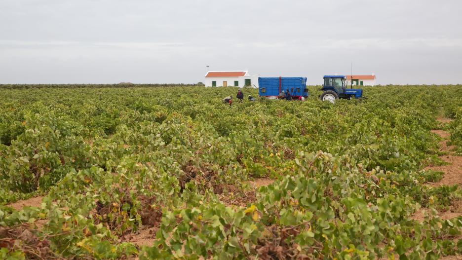 Imagen de un viñedo de Castilla-La Mancha
COOPERATIVAS AGRO-ALIMENTARIAS C-LM/PEPE CASTRO
(Foto de ARCHIVO)
01/10/2014