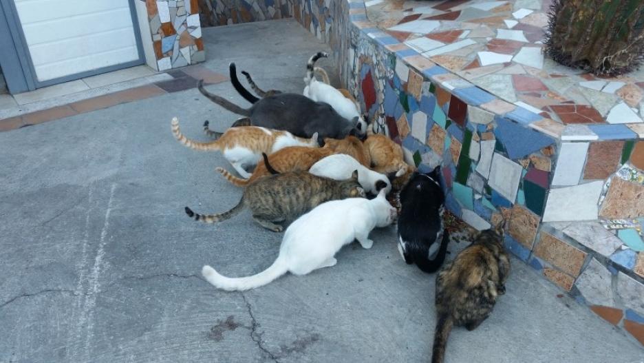 Varios gatos de una colonia felina.