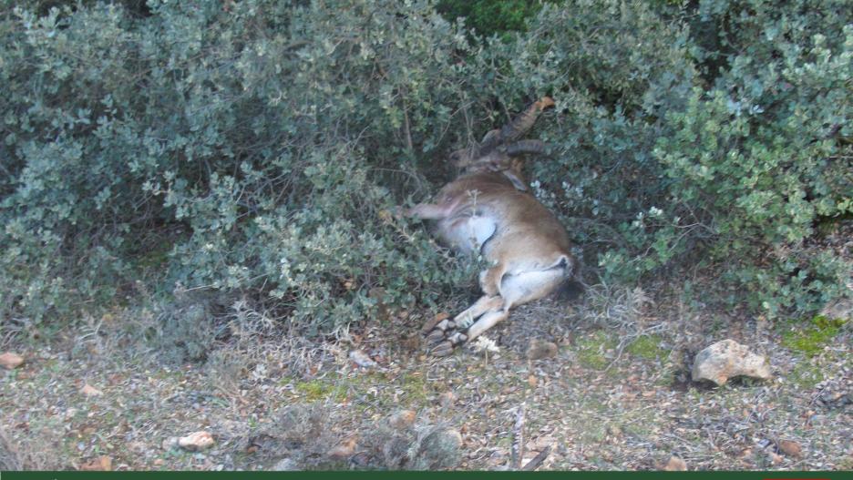 La Guardia Civil de Albacete investiga a un joven de 25 años por la caza ilegal de un ejemplar de cabra montés